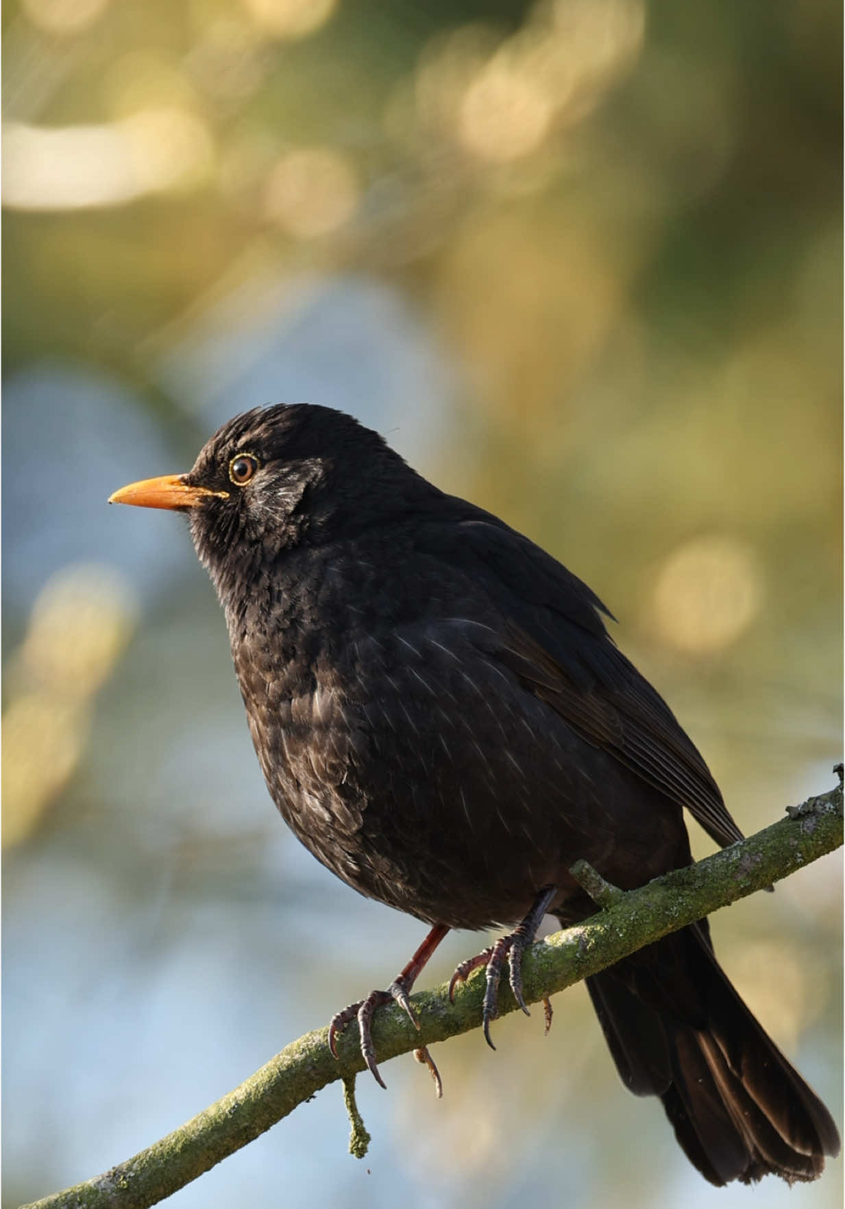 Amsel - Blackbird #bird #birds#birdcall#birdcalls#birdsong#birdsongs#calling#blackbird#commonblackbirds#commonblackbird#amsel#schwarzdrossel#drossel#turdus#turdusmerula#aves#ptak#ptaki#oiseau#oiseaux#vogel#vögel#birdsoftiktok#birdsoftiktok🦜#birdsoftiktok#birdlovers#birdlover🦜#bird_brilliance#nuts_about_birds