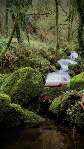 Arroyo de paz. . . . . . . . . . . . #galicia #naturaleza #salvaje #arroyo #riachuelo #musgo #arboles #bosque #magico #paz #relajacion #ansiedad #vida 