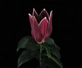 #jugg #timeremap #flowers #floweredit #juggedit #fyp #foryou #ae #aftereffectsedits 