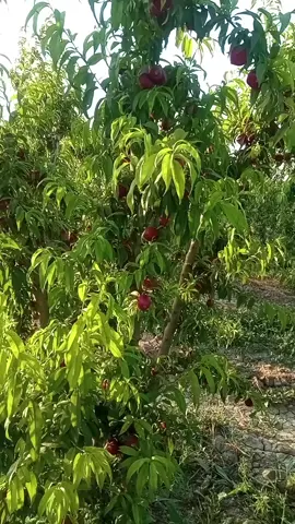 اسمع وتمعن#avonder 