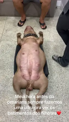 Canil das brabas, ela relaxou tanto na ultrassom q dormiu 😂😂😂#pitmonster #cutebaby #criadores #canil #babydog #pitbulls #videoviral 