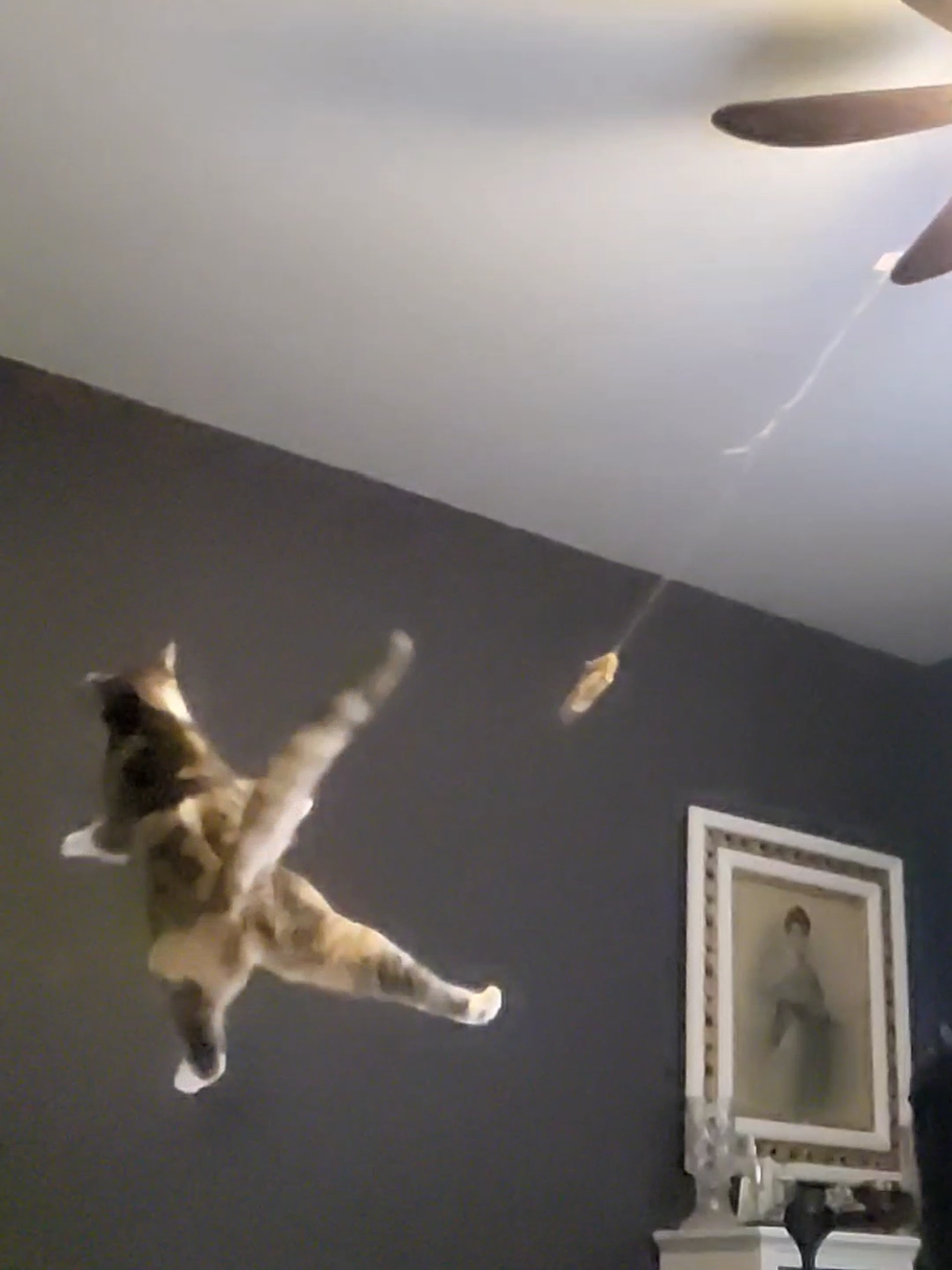 Cat toy hanging from ceiling fan. Cute cat jumps up to catch the toy, but falls off the bed instead.    #funnycat  #funnycats #cat #cattok #catlover  #catsoftiktok #catfun #cattoy 