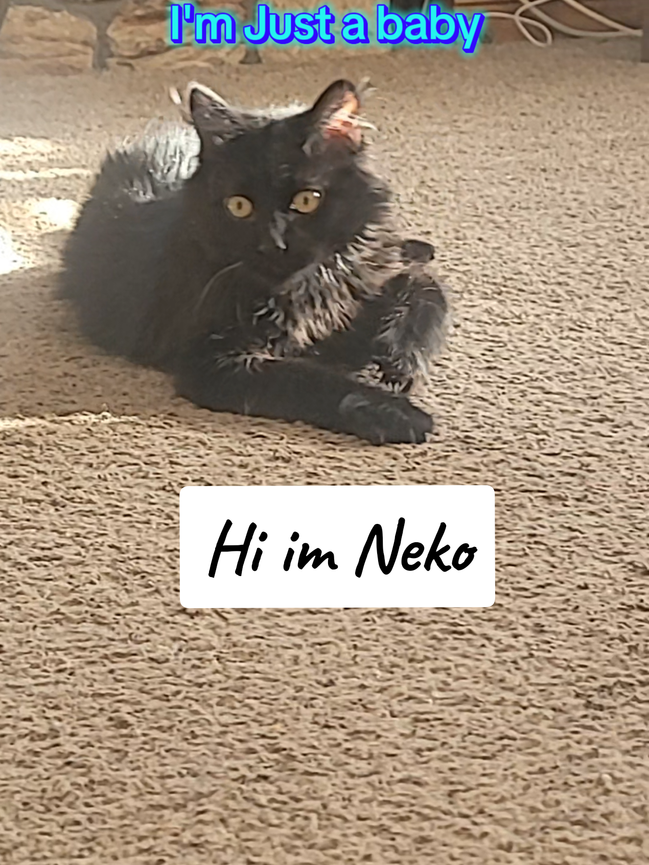 Hi I'm Neko I like to play  I'm still just a baby #fyp #catsoftiktok #cat #tiktok #funnycat #fypシ 