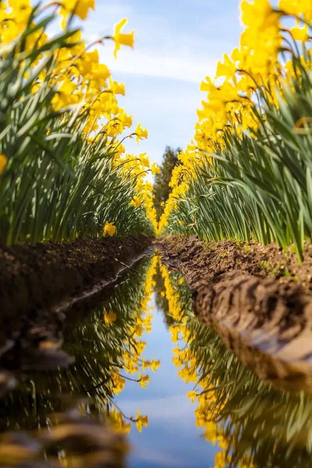 #tulipfestival #washingtonstate #pnw #sonyalpha 