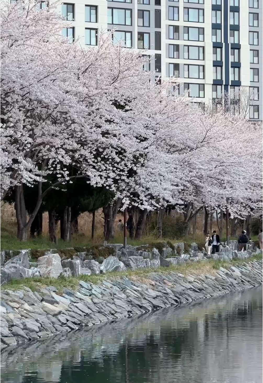 Must see in South Korea:  📍 동삼해수천로  Cherry blossoms date: April 8th 2025.  #cherryblossoms #korea #travel #fyp #외국인 #thingstodoinkorea #seoulweather #sakura #cherryblossom #southkorea 