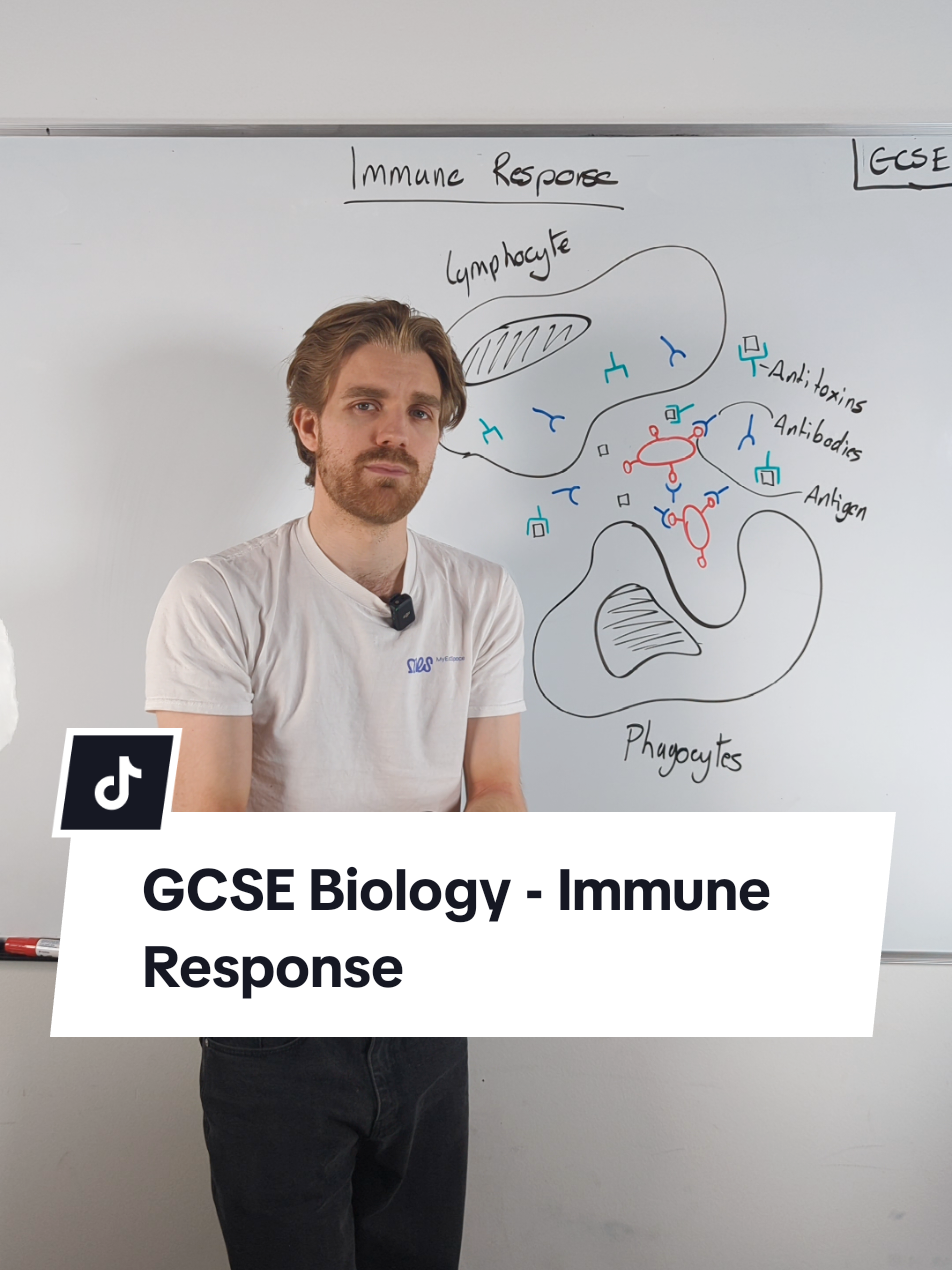 GCSE Biology - Immune Response  #biologytok #joedoesbiology #exam #revise #biologyteacher #biologystudent #myedspace #biologytutor #gcse2025 #gcsebiology #gcse2024 #KS3 #gcses #biology  #myedspace #stem #STEMTok #erc 