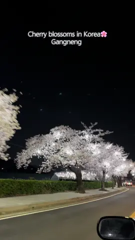 Cherry blossoms in Korea Gangneung #강릉 #벚꽃 