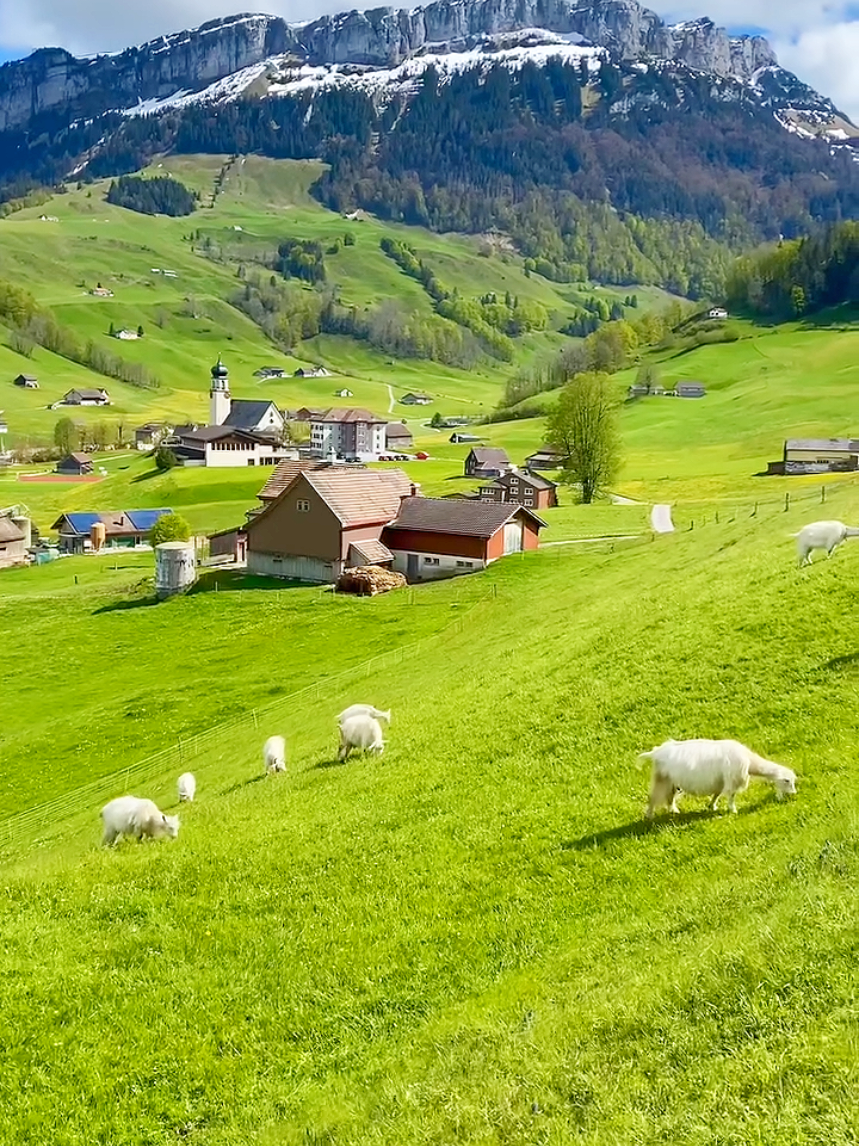 📍 Switzerland 🇨🇭⛰️☘️🏞️ #fyp #nature #switzerland #naturevibes #travellife #explore #viral 