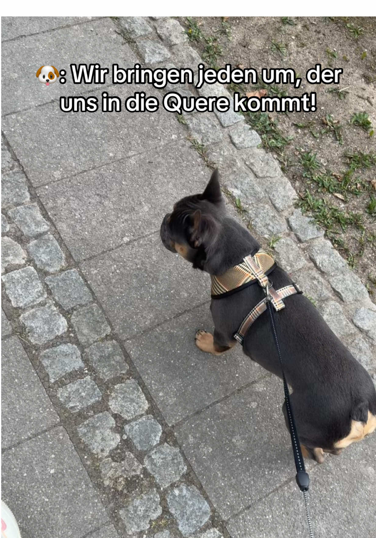 #frenchie #frenchbulldogs #frenchies #frenchiesoftiktok #frenchbulldogsoftiktok #französischebulldogge #frenchbulldog #dog #dogs #bulldogs #dogsoftiktok #bulldog #viralvideos #videoviral #fyp #foryoupagе #fyyyyyyyyyyyyyyyy #foryoupage❤️❤️ 