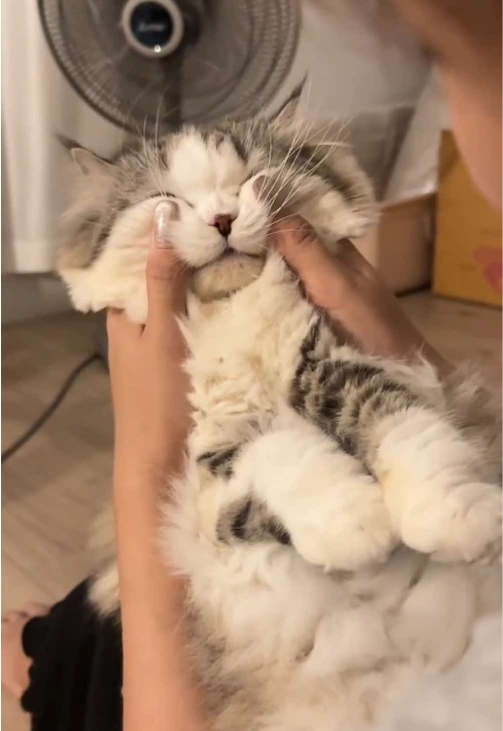 ไปเล่นตรงนู้นนนน 🤯 #นะยูเป็นแมว #ทาสแมว #แกล้งแมว #หลับกลางอากาศ #cat #catsoftiktok 