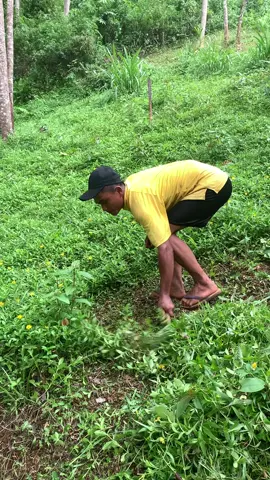 Ngarit sabari nyaangan kebon bageur kieu bapa si galih #dombagarut #ngaritsukettttt 