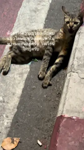 #วงเวียนใหญ่   #รักแมว #ฉุกเฉิน #แมว  #แมวจร  #แมวจรก็มีหัวใจ 
