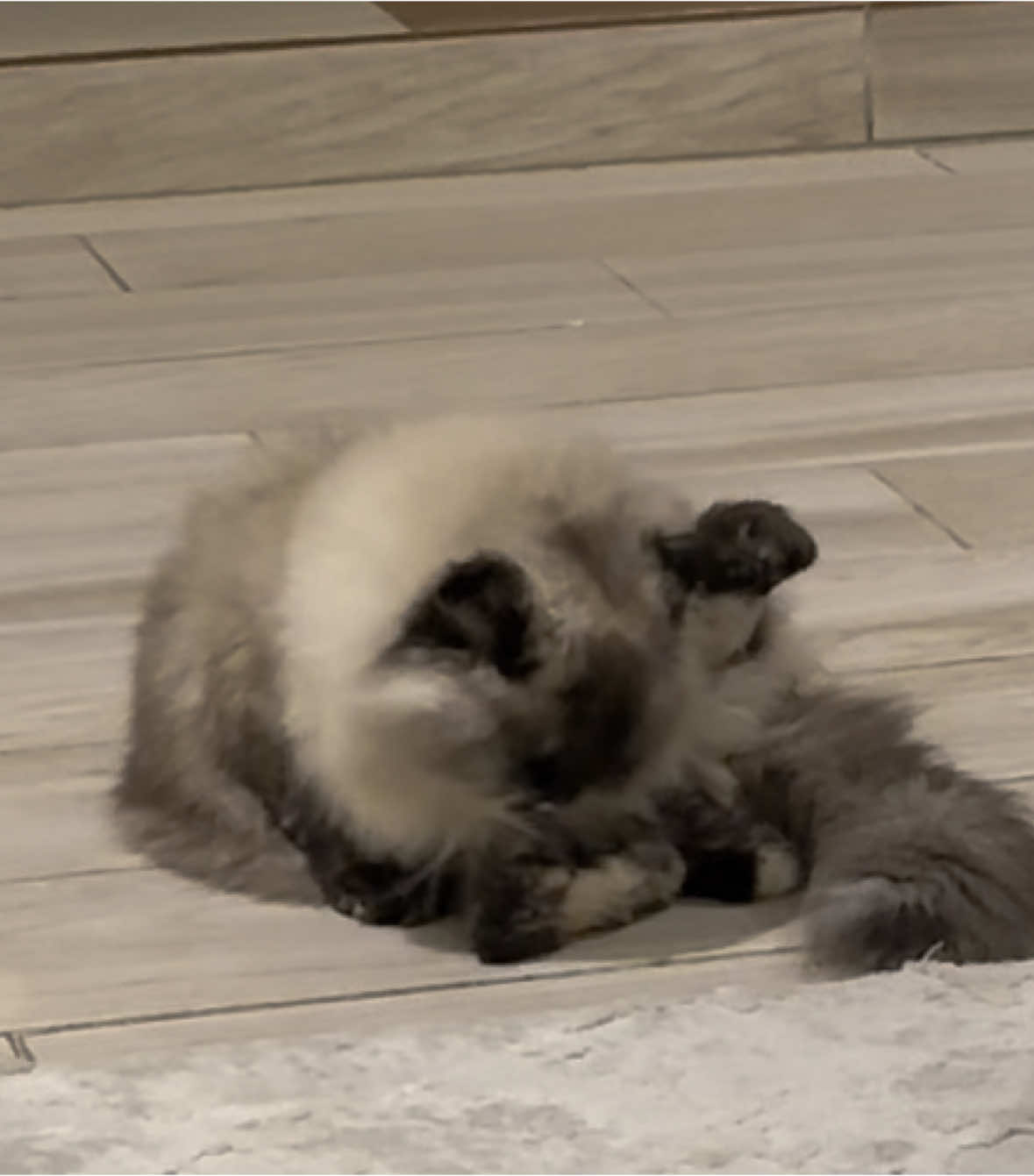 #WWE #cat #catfight #freepalestine🇵🇸❤️ #رياكشن 