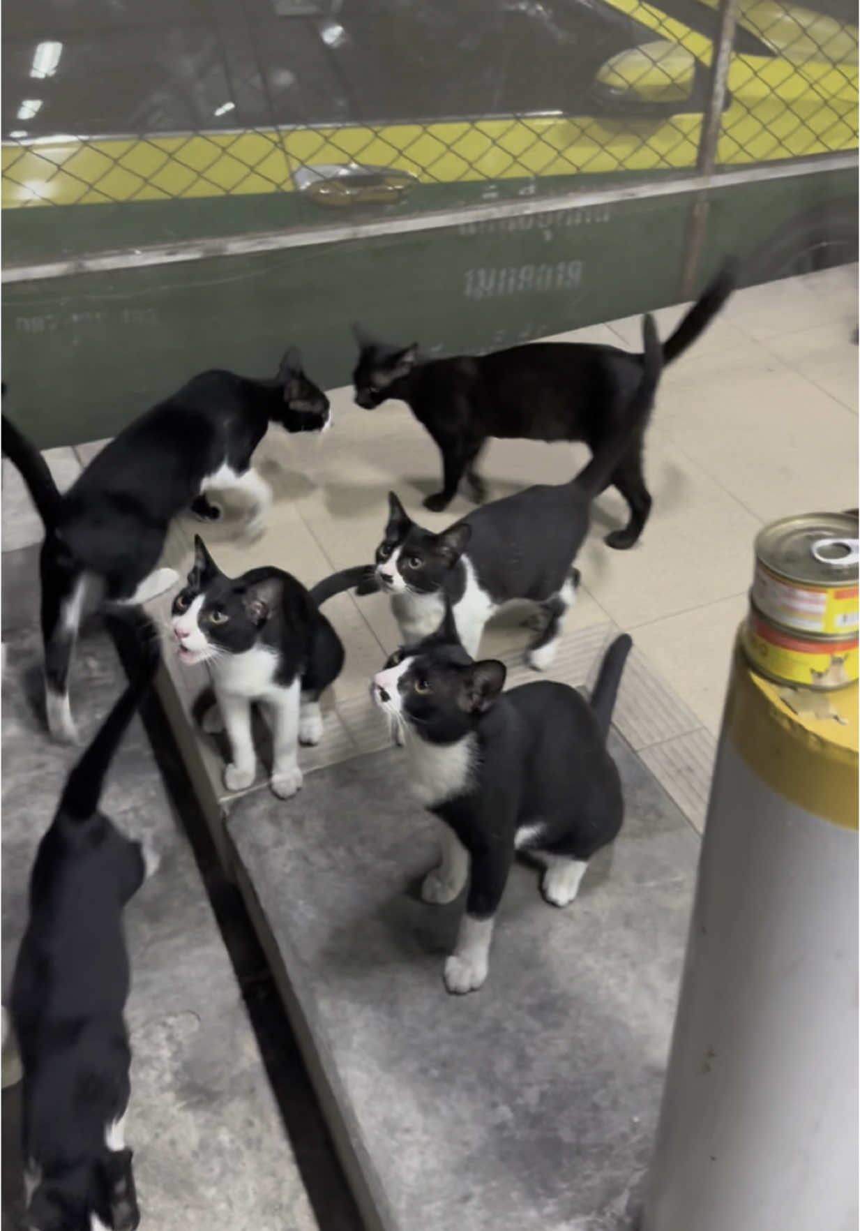 คลัสเตอร์แมว #fyp #cat 