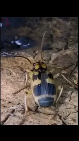 Beetle that Sprays Acid. The bombardier beetle is a fascinating insect known for its unique defense mechanism. When the beetle feels threatened, it opens a valve to allow the chemicals to mix in a third chamber, where they react in a highly exothermic (heat-producing) reaction.The pressurized mixture is rapidly forced through a nozzle at the back of the beetle, producing a popping sound and a forceful spray that can reach temperatures of up to 100°C (212°F).The beetle can aim this spray with remarkable accuracy, which helps it deter predators. The whole process happens in less than a second and is incredibly efficient. #BombardierBeetle#AcidSpray#Predator#UniqueDefense