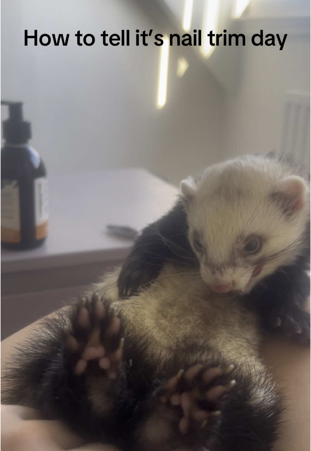 Salmon oil = easy trim 😅 #ferretsoftiktok #ferrettok #noodlebear #ferretlife 