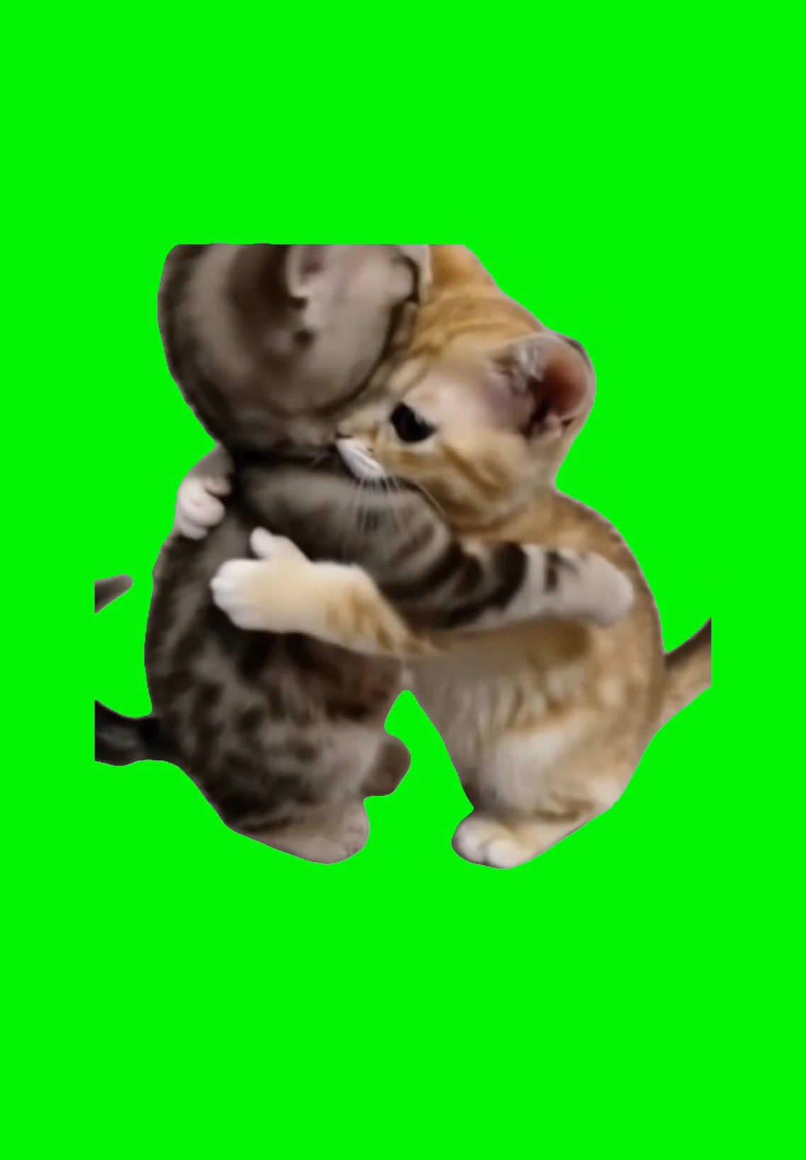Kittens Hugging | Green Screen. Original video by @Animal world #kittens #cats #cutecat #relationshipgoals #couple #datingmeme #meme #fyp 