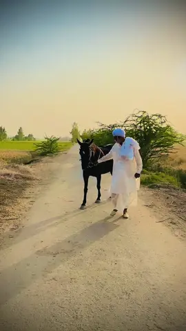 @ᴋᴀʟᴇᴇᴍ㊌ʀᴀᴊᴘᴏᴏᴛ #alhamdulillah❤️ #horselover #fyp #virlvideo #trending #govirel #foryoupage #alimola 
