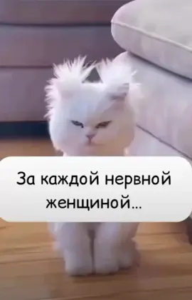 #кошки#прикол