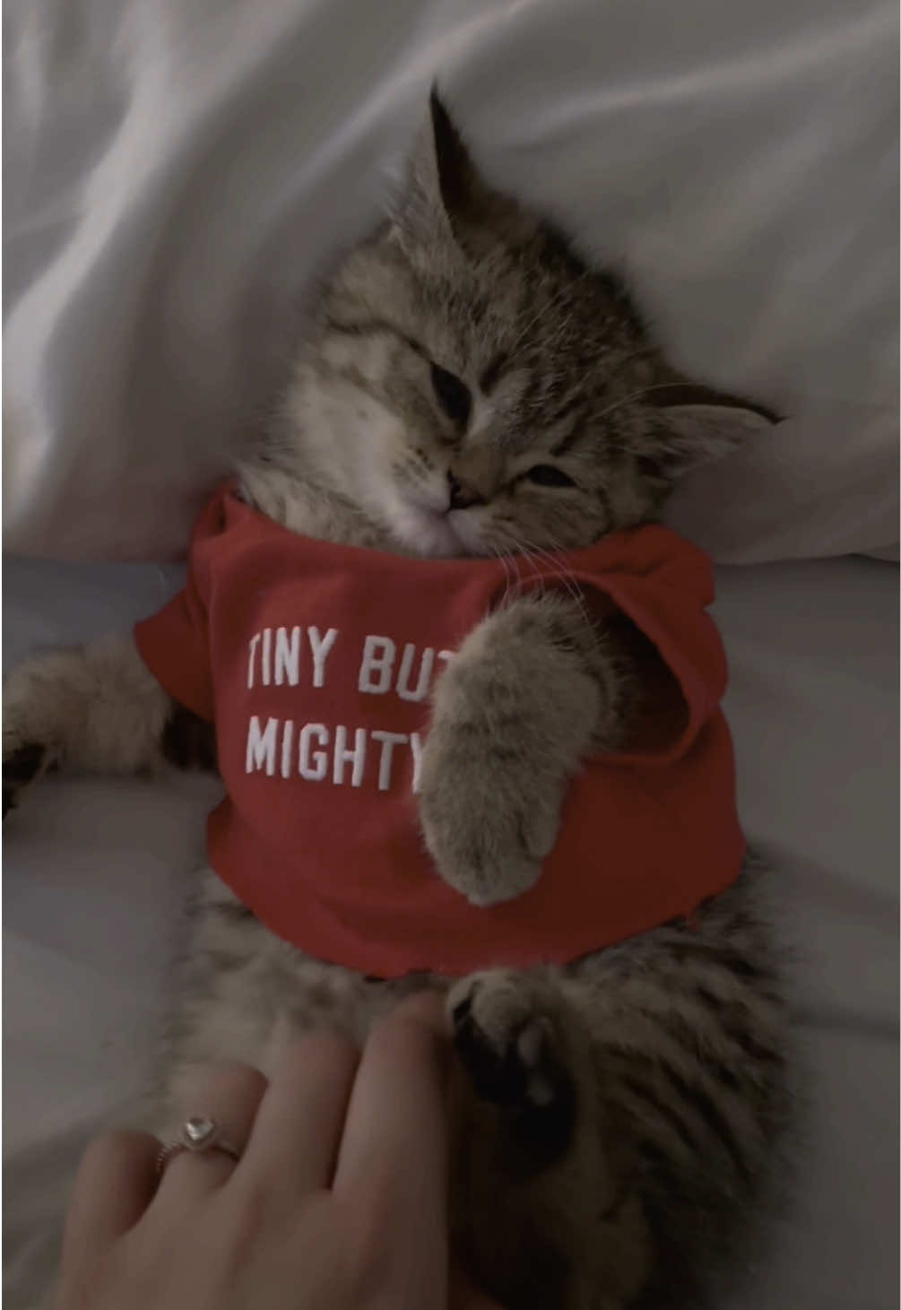 sweetie #cat 