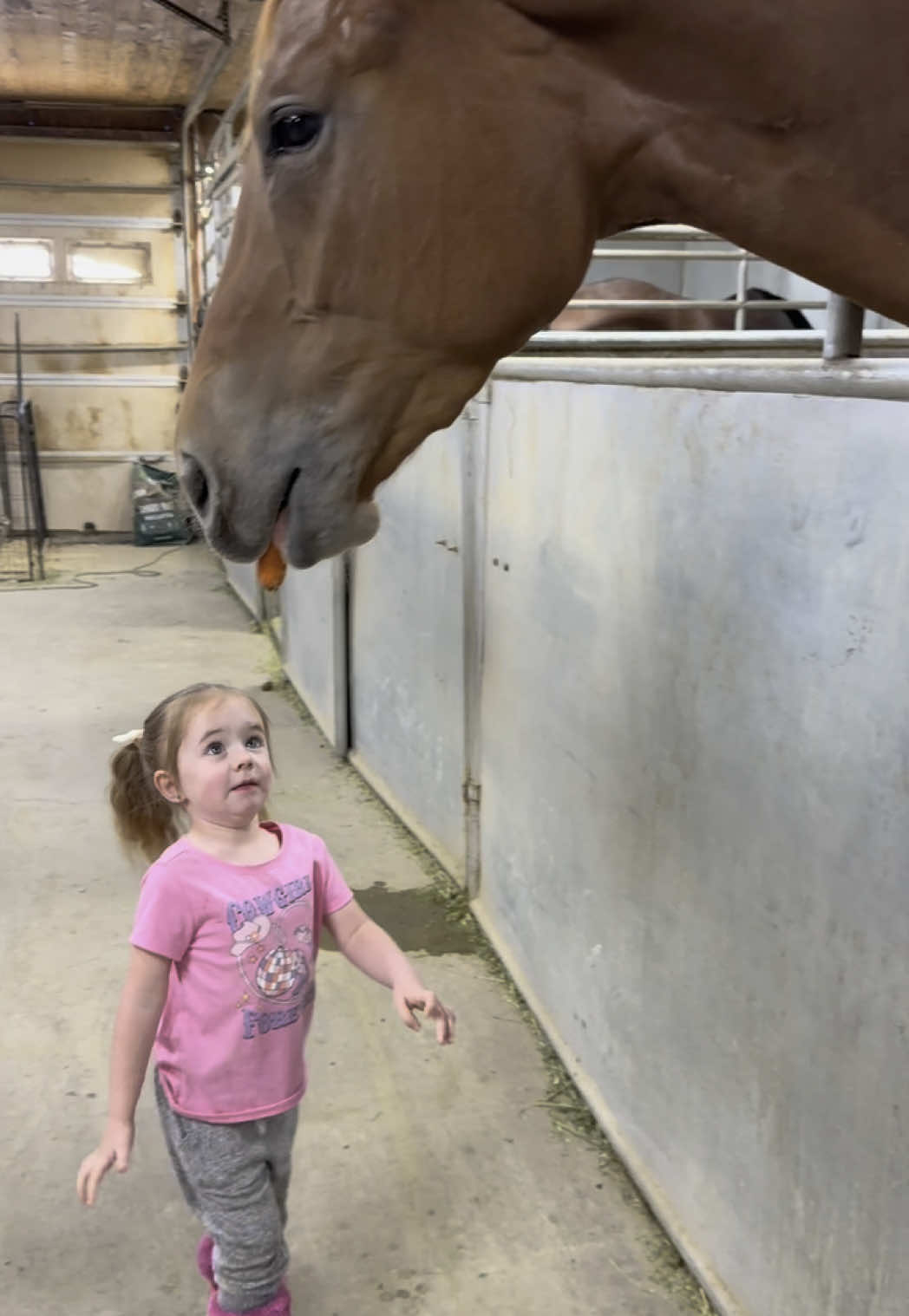 Ivy just isn’t getting the assignment 🐴🥕 #horse #fyp #farmlife #horsesoftiktok #horsetok #barnlifeisthebestlife #toddlersoftiktok #toddlermom #farmlifeisthebestlife #treats #viral 