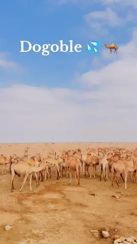 Nugaal, Karamaan Dogoble #suldaan_nouh_hajji_hassan #somalilandtiktok💚🤍❤ #foreyoupage_trending_tiktok #foreyoupage #foreyoupage #fyppppppppppppppppppppppp #followers😘thanku #forever #following 