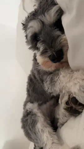 I love schnauzers 