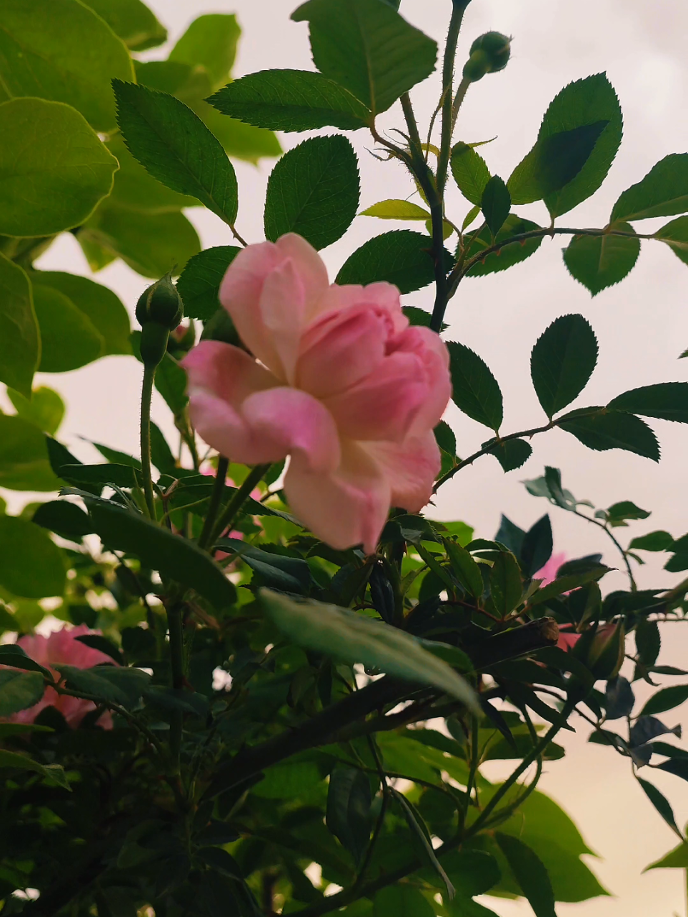 لا مين تحب تهديها ❤️🌷 #تصويري📸 #تل_علي_كربجلي🤍🥰 #وين_مقيمين_بلكي_نطلع_جيران😂💔 #جيش_يلي_بيعرف_وين_هون😎 