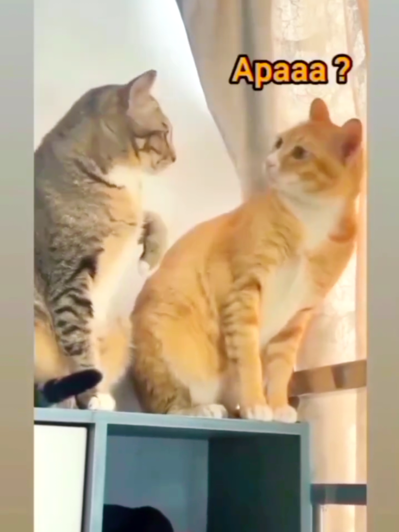 😂😂😂 #kucing #kucinglucu #kucingtiktok #kucingoren #cat #pecintakucing #hiburan #lucu #fyp #viral 