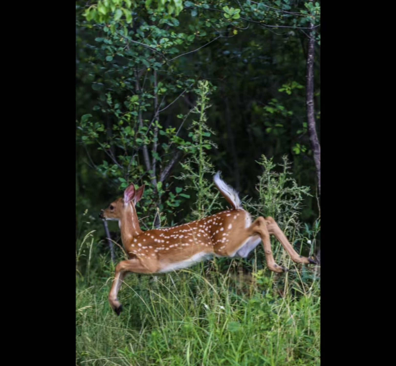 I’m not a violent dog, I don’t know why I bite #stopmotion #deer #tiger #bunny #bite #CapCut 