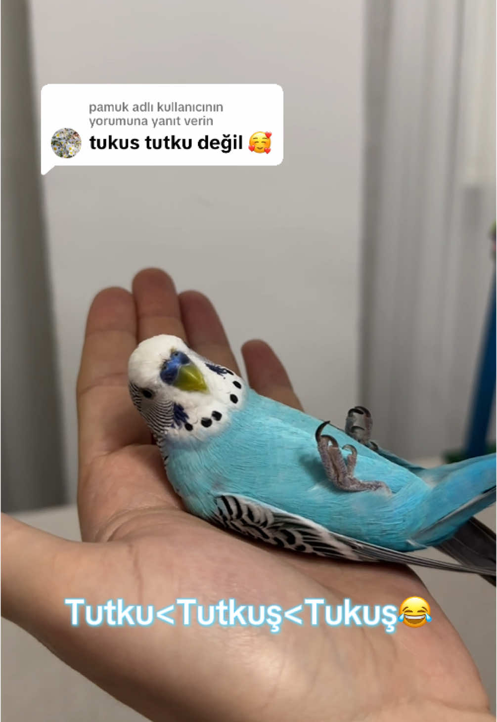 @pamuk adlı kullanıcıya yanıt veriliyor marka adı geçti reklam yazayım  #keşfet #maviş 