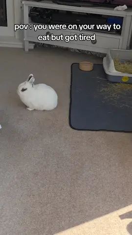 She nearly made it 😫..#bunnies #bunny #dwarfbunny #indoorbunny #hototbunny #sleepyhead #lazybunny #whiterabbits #lazy 