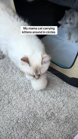 Eventually Heidi realized the best spot for her kittens was the box I setup for her 