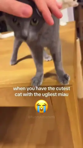 The last one 🤣😱 episode 424 #fyp #fypシ゚ #cat #funnycats #pets #catsoftiktok #funnypet #animals #kitty #cattok #🤣🤣🤣