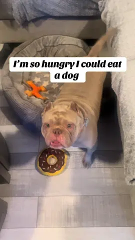Did the challenge on my dog 😂😂😂😂😂😭 #fyp #dog 