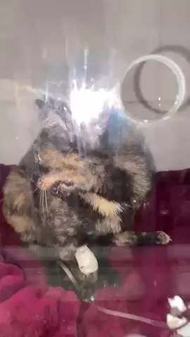 Gato com suspeita da doença de raiva, por isso falamos tanto da importância da vacinação anual do seu pet contra anti-rábica e demais vacinas. Vacinação é um ato de amor #vacinacao #vacinaantirrabica #vacina #vacinaanimal #antirabica #raiva #felinos #caninos #veterinaria #vet #medveterinariabr #centroveterinariovitaanimale #vilaema #zonaleste #medvet #medicinaveterinária #zonalestesp #emergenciaanimal #fy