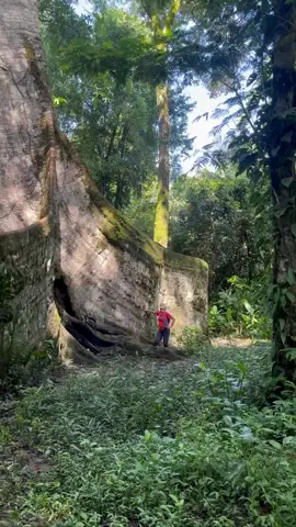 The Samauma tree The Samauma tree, or Ceiba pentandra, is a towering giant of the Amazon rainforest, reaching heights of up to 230 feet and diameters of 10-13 feet.  Culturally significant to indigenous Amazon communities, this 