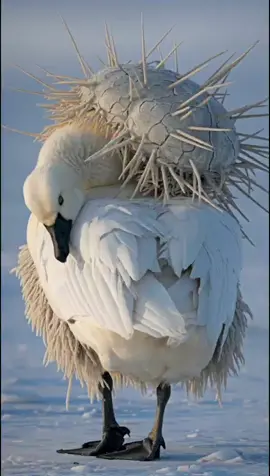 The Unlikeliest Rescue: An Arctic Fox and a White Goose in Need #animalrescue #polarrescue #goose In the unforgiving icy expanse of the Arctic tundra, a fragile white Arctic goose lay trembling, its weary body weighed down by a relentless burden threatening its very survival. Hope seemed lost—until a white Arctic fox, defying the odds of nature, spotted its silent struggle. Bound by an extraordinary friendship across species, the fox dashed through the snow with unwavering determination, seeking help in a race against time. Its desperate journey led two Arctic rescue workers, clad in bright orange suits, to the scene, their hearts stirred by the sight of this unlikely duo. With gentle hands and swift care, they worked tirelessly to lift the goose’s suffering, offering it a tender second chance at life. Witness this heart-wrenching yet uplifting tale of courage, compassion, and resilience unfold amidst the wild beauty of the Arctic wilderness—a story that proves love and hope can thrive, no matter the odds. #wildliferescue #savingwildlife #arcticwildlife #wildlifeheroes #arcticrescue #gooseandfox #arcticheroes #animalfriendship #heartwarmingrescue #arcticfox 