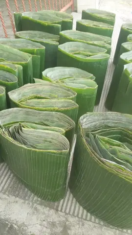 daun pisang untuk lontong #daun pisang #segar 