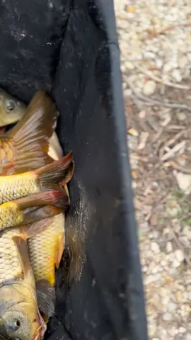 Bait run🔥 #garfishing #bait #carpfishing #fishing 