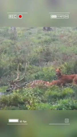 Trapped by the river, this deer faces a brutal fate! #deer #animal #fyp 