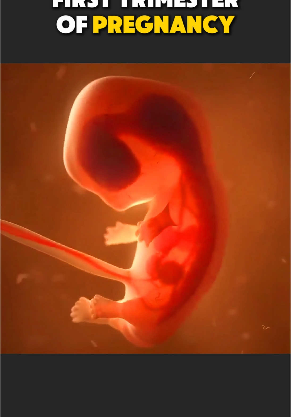 First Trimester Of Pregnancy (3D Animation) #pregnant #pregnancy #firsttrimestrepregnancy #firsttrimester #firsttrimesterpregnancy #firsttrimestersymptoms #womb #babybirth #medical3danimation #3dmedicalanimation 