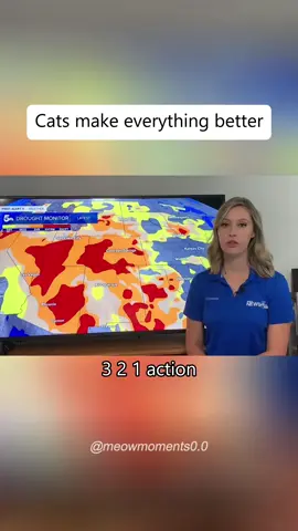 Cat interrupts news interview😸 #funnycat #funnypets #kitty #cutecat #cat #fyp #funnyvideos #catsoftiktok #catlover #foryoupage #foryou