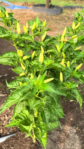 Ớt xiêm trắng cay tê.lưỡi#xhuongtiktok #hatgiong 