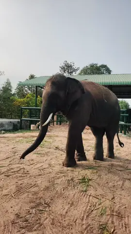 บัวบานเตะบอล