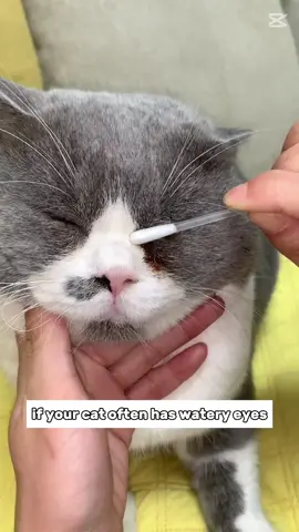 Your cat need this ##pet #petlover #puppy #eyedrop 