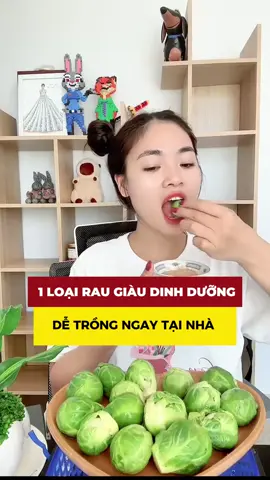 Hạt giống Bắp Cải Mini - Trồng 1 lần ăn quanh năm, hợp khí hậu cả 3 miền #hatgionghoa4mua #hatgiong #bapcai