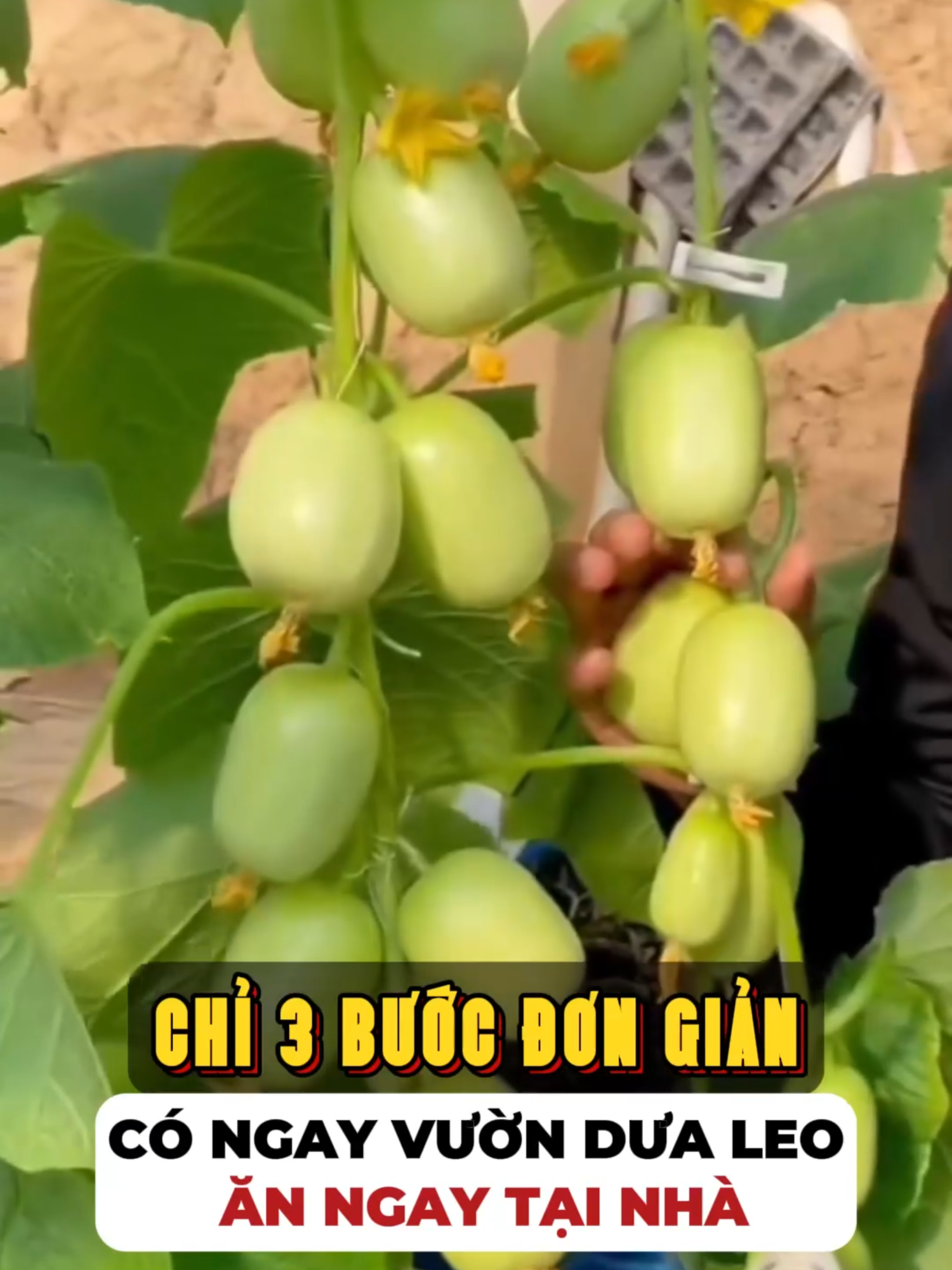 Dưa Leo Ngọc Nữ Siêu Trái - Giống mới sai trái, nhanh thu hoạch, ăn quanh năm #hatgionghoa4mua #hatgiong #dualeo