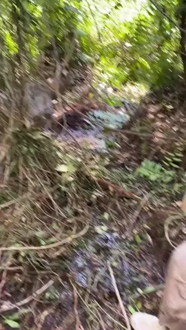 payau