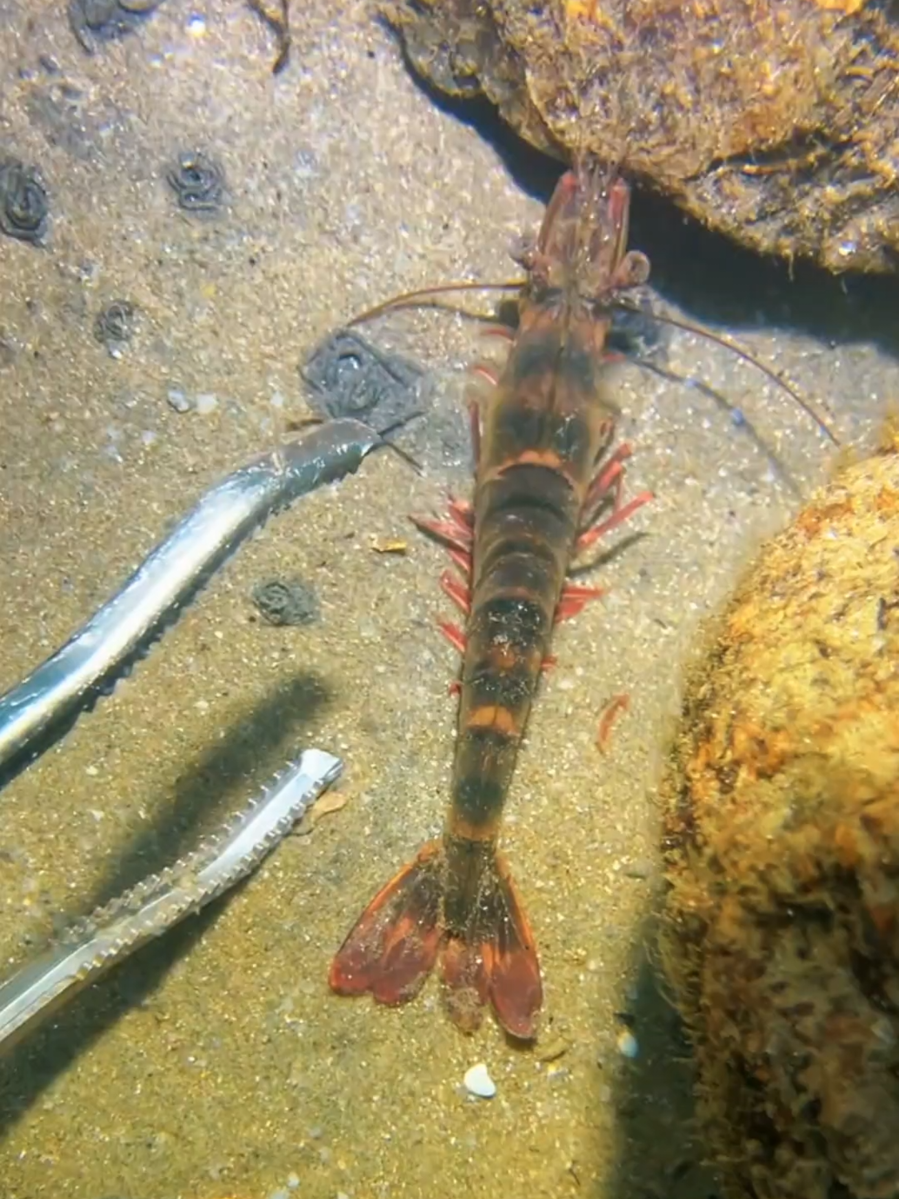 Diving underwater to bring fish to the crabs that are brooding. #diving #crab #catchthesea #seafood #seaside #fish